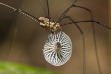 image of harvestman