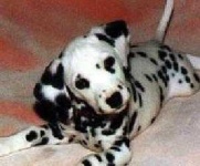 image of dalmatian #27