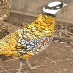 image of bird