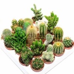 image of cactus