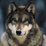 image of wolf #30
