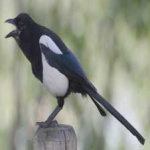 image of bird