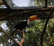 image of toucan