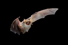 image of animal