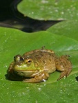 image of bullfrog