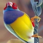 image of bird