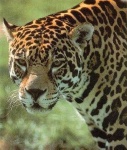 image of jaguar_car