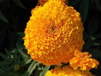 image of flower