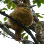 image of bird