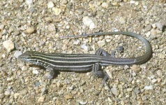 image of whiptail