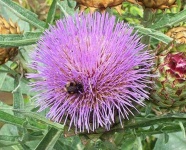 image of artichoke_flower #26