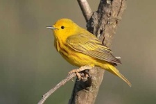 image of warbler
