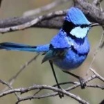 image of bird