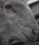 image of animal