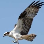 image of bird