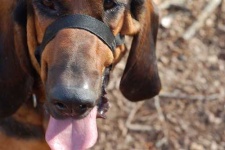 image of bloodhound