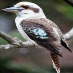 image of bird