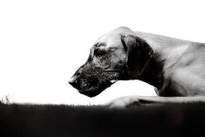 image of great_dane