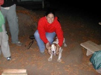 image of welsh_springer_spaniel