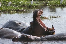 image of hippopotamus