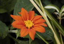 image of flower