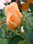 image of rose #22