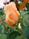image of flower