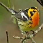 image of bird