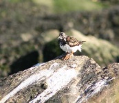 image of ruddy_turnstone
