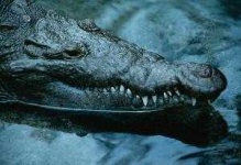 image of animal
