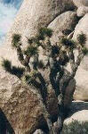 image of joshua_tree