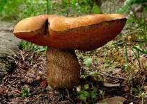image of mushrooms
