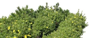 image of bush