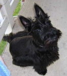 image of scottish_terrier #3