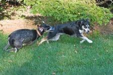 image of bluetick