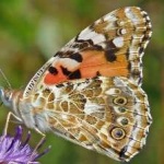image of animal