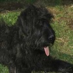 image of animal
