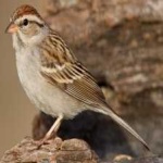 image of bird