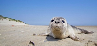 image of animal