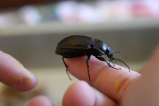 image of ground_beetle