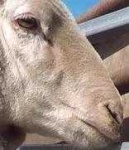 image of animal