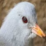 image of bird