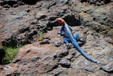 image of agama