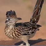image of bird