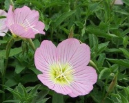 image of flower