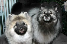 image of keeshond