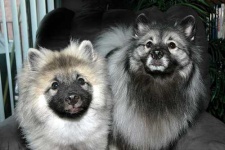 image of keeshond #3