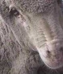 image of animal
