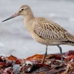 image of bird