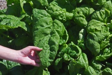 image of spinach #14